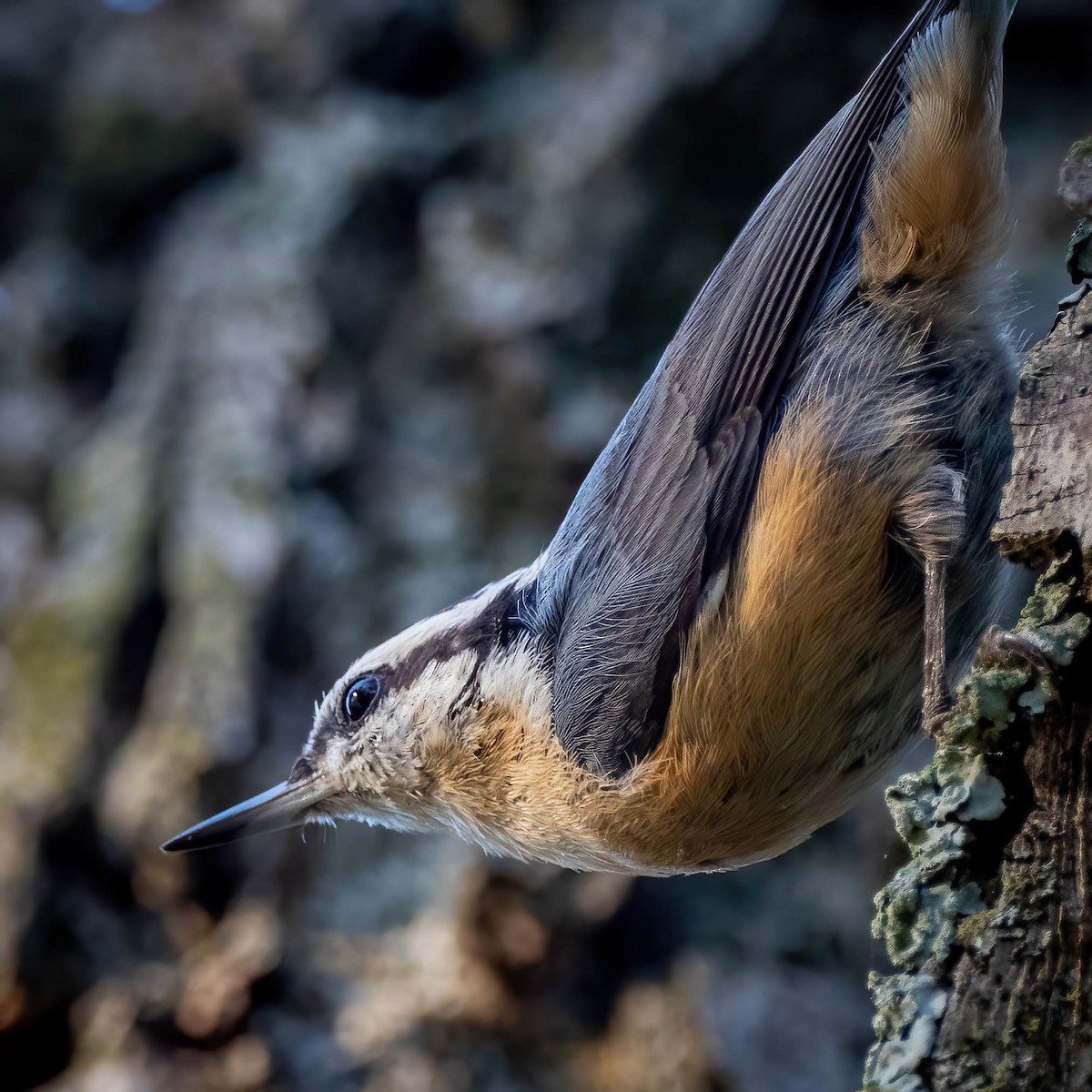 Red-breasted Nuthatch - ML381396811