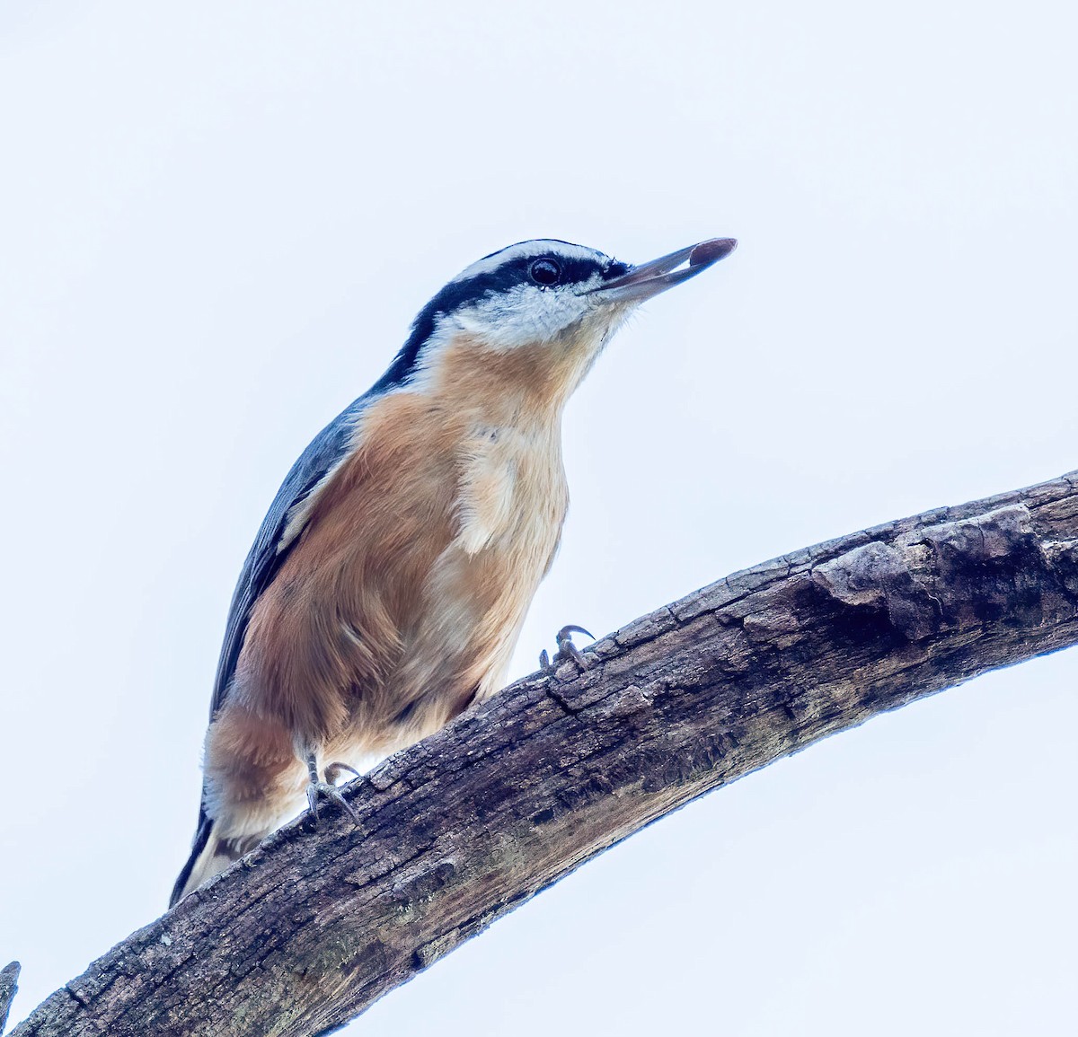 Red-breasted Nuthatch - ML381396821