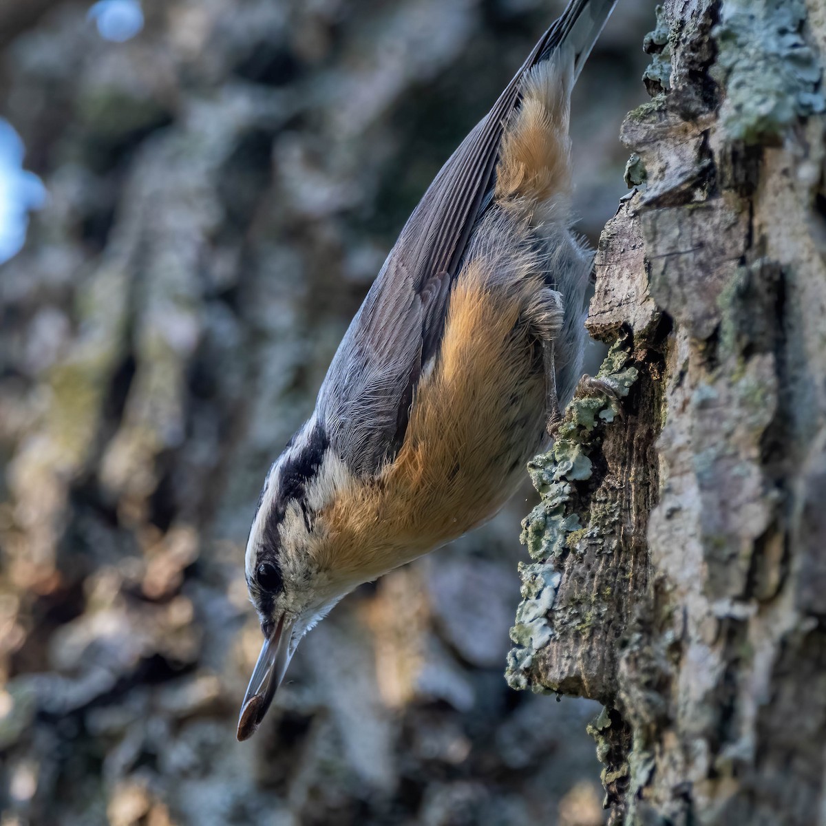 Red-breasted Nuthatch - ML381396831
