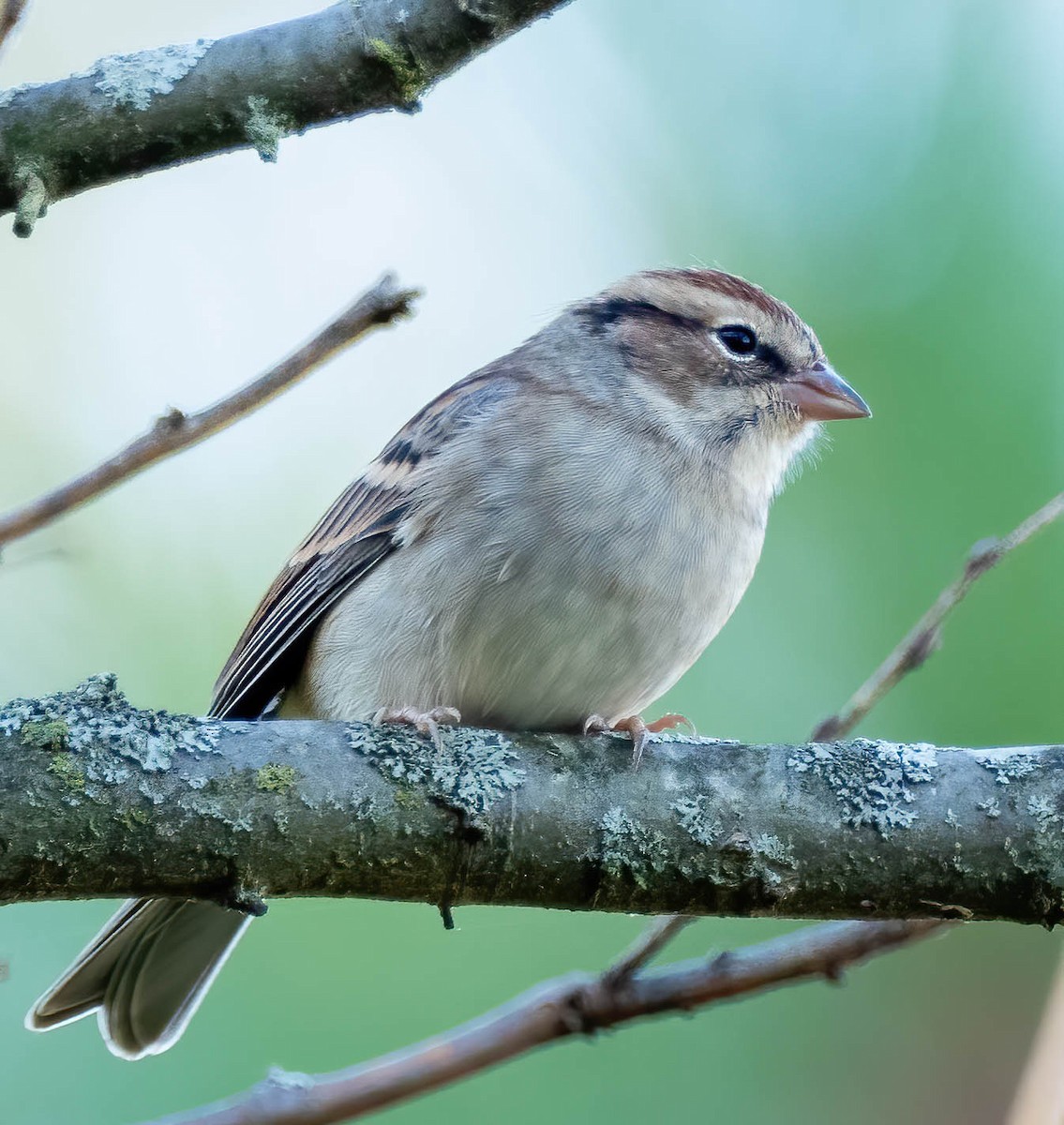 Chipping Sparrow - ML381396891