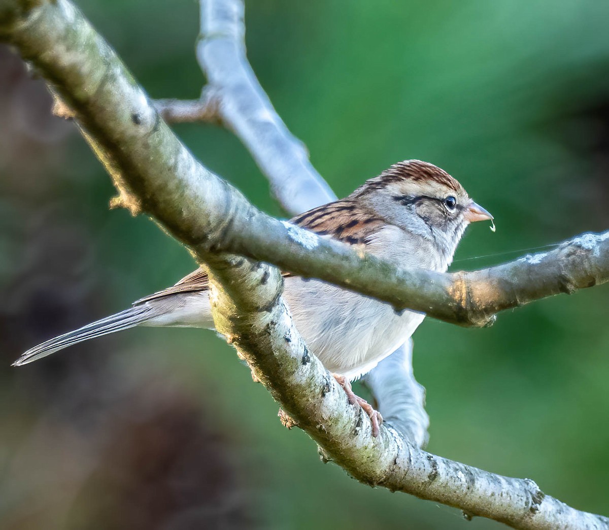 Chipping Sparrow - ML381396901