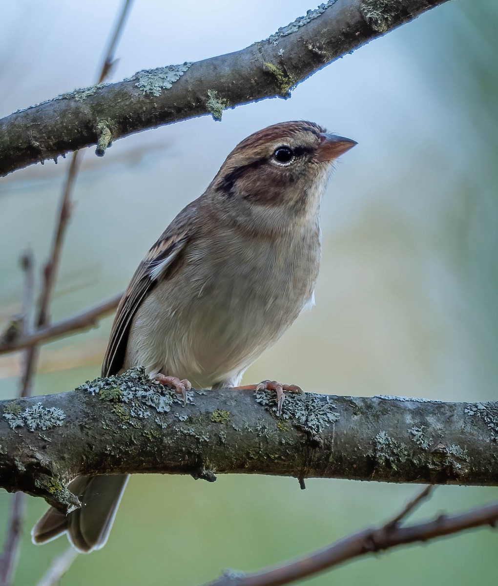 Chipping Sparrow - ML381396911