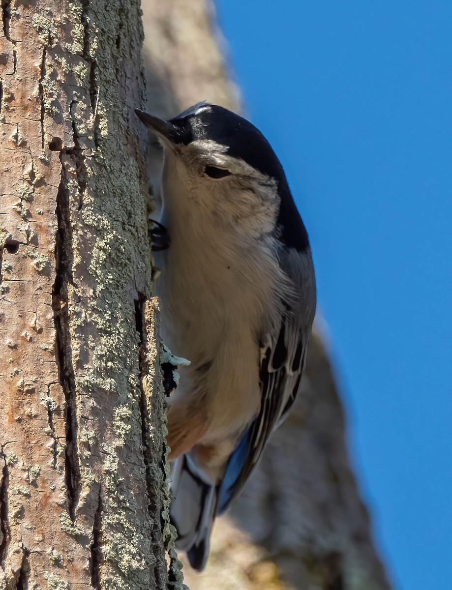 White-breasted Nuthatch - ML381396951
