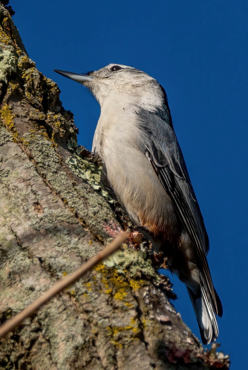 White-breasted Nuthatch - ML381396961