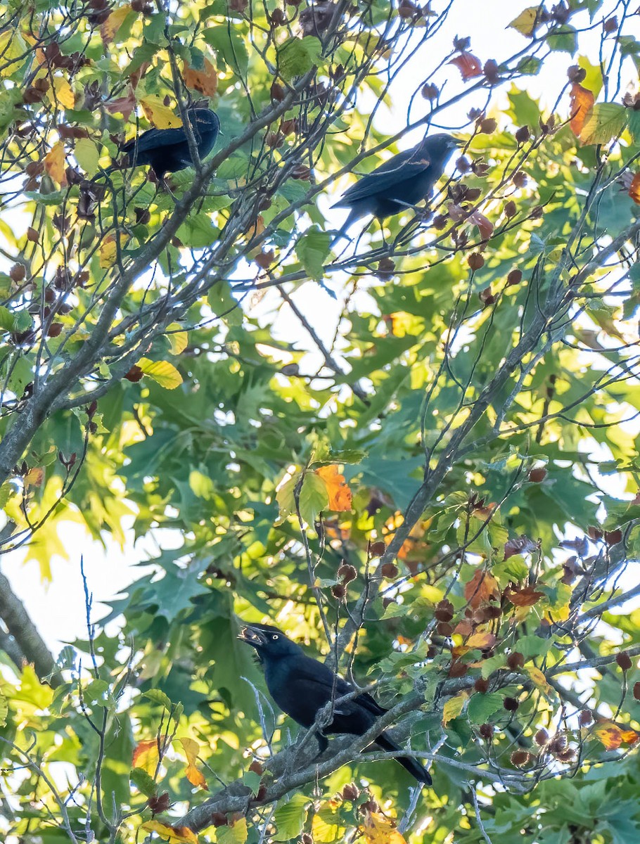 Common Grackle - ML381396981