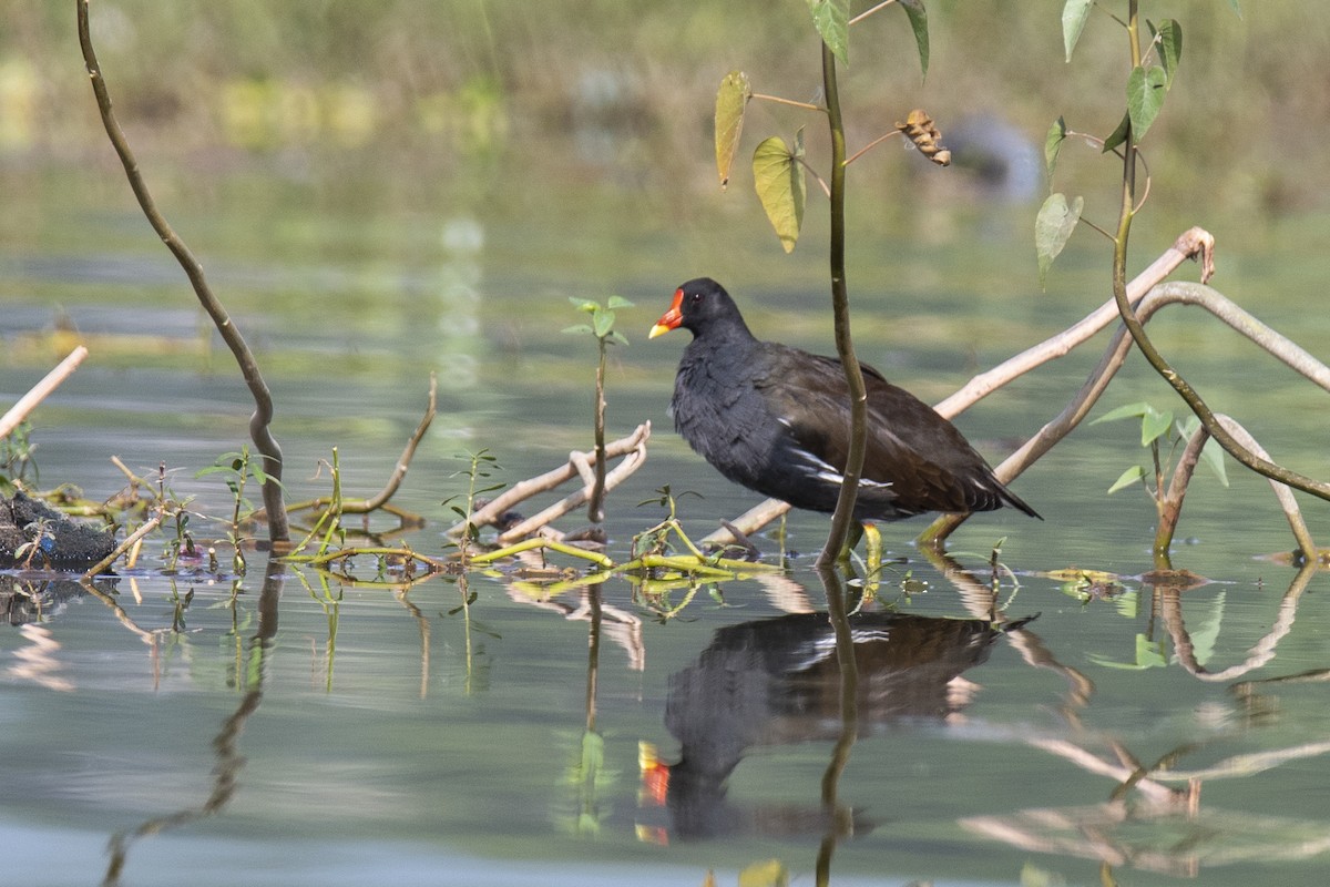 Gallinule poule-d'eau - ML381399031