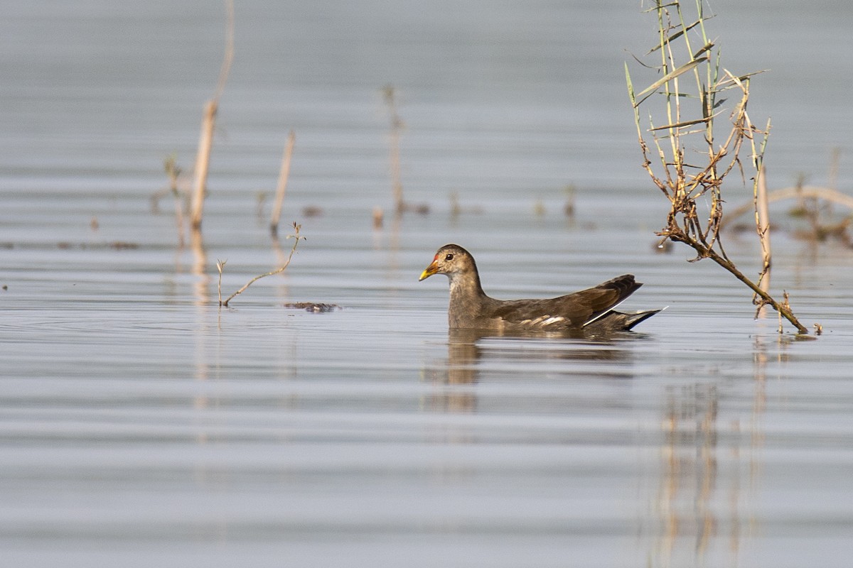 Eurasian Moorhen - ML381399041