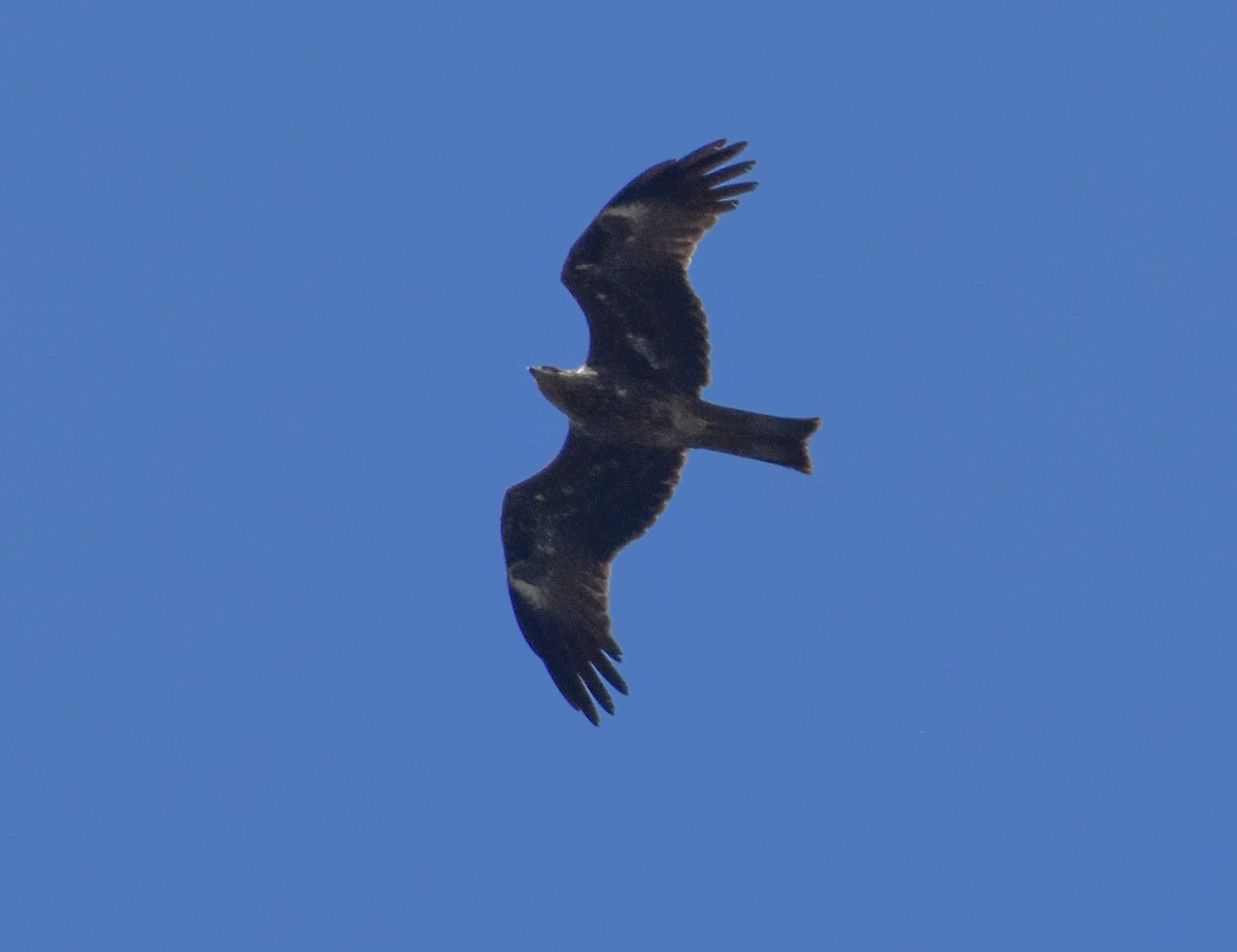 Black Kite - ML381400121