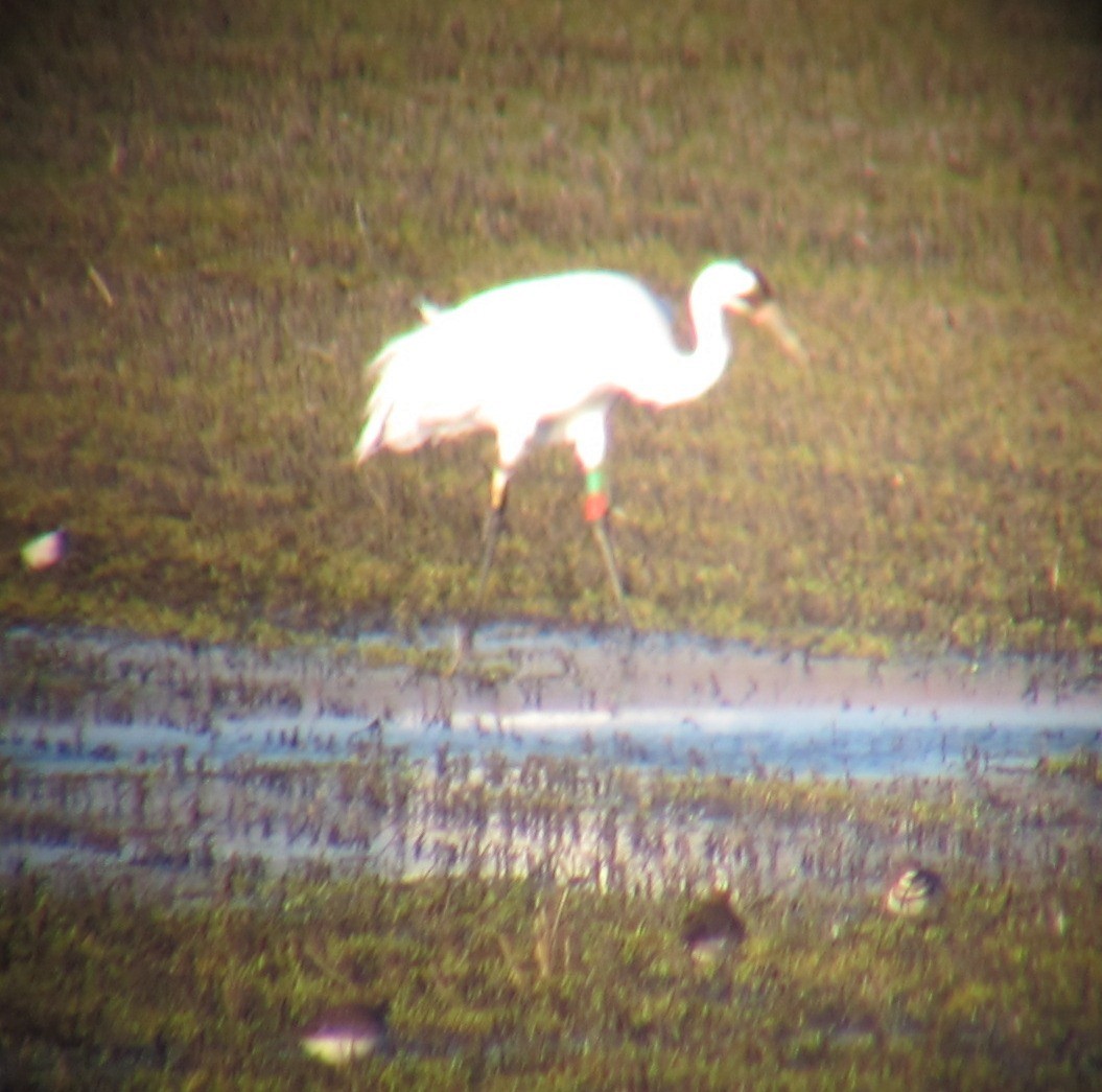 Whooping Crane - ML381400801