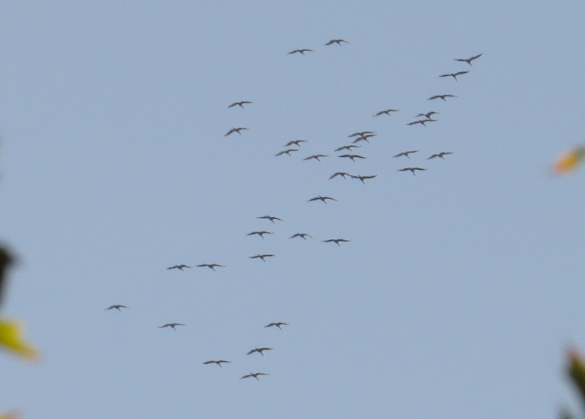 Sandhill Crane - ML381400981