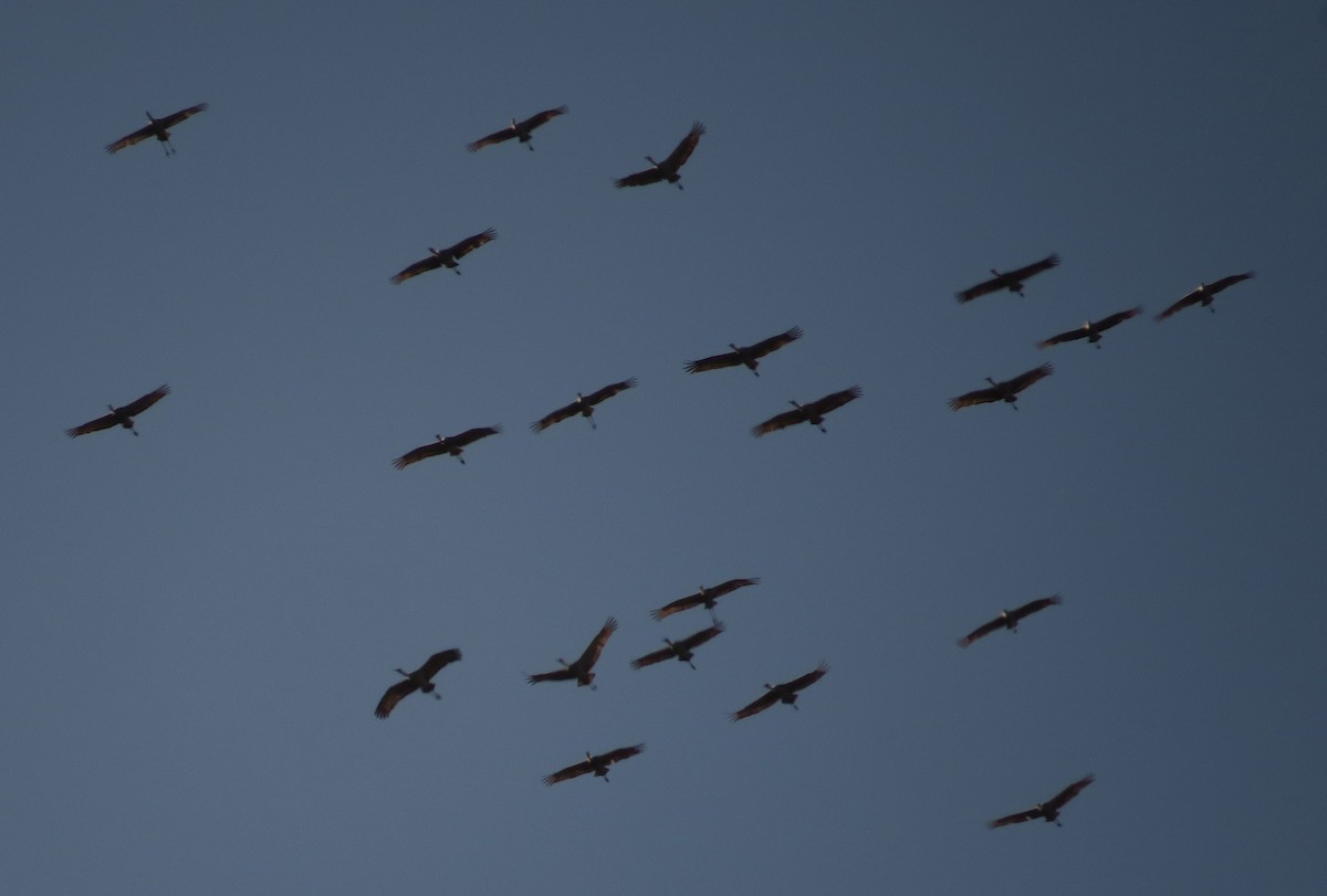 Sandhill Crane - ML381400991