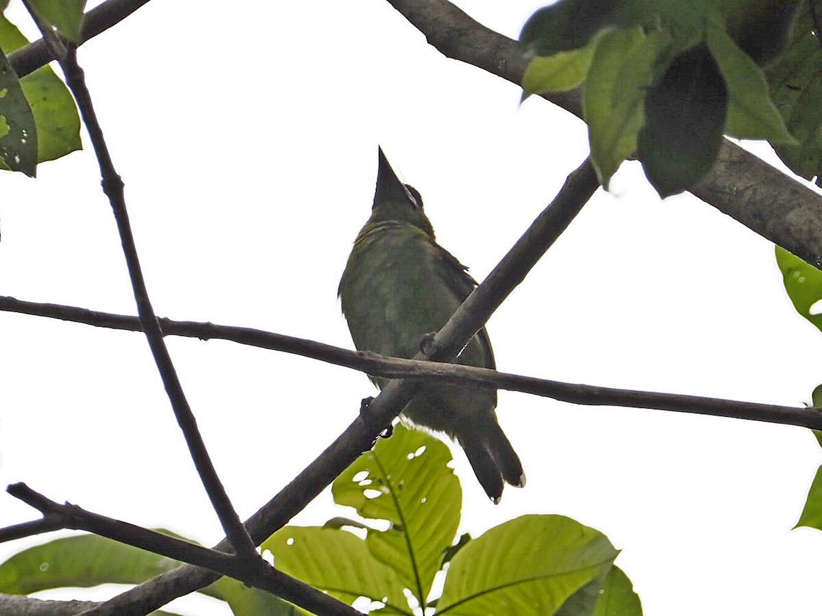 asian barbet sp. - ML381401251