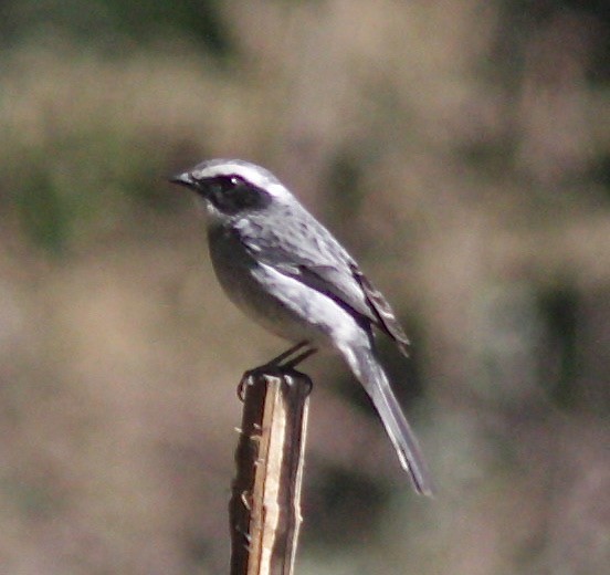 Gray Bushchat - ML38140131