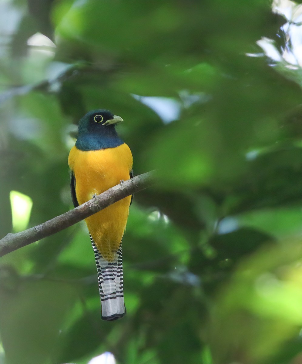 Amazonian Black-throated Trogon - Per Smith