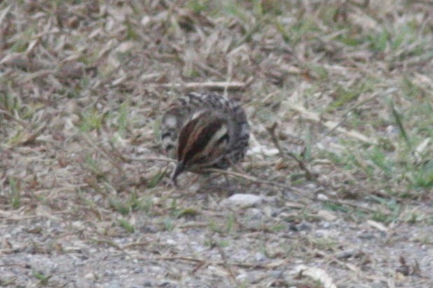 Little Bunting - ML38140371