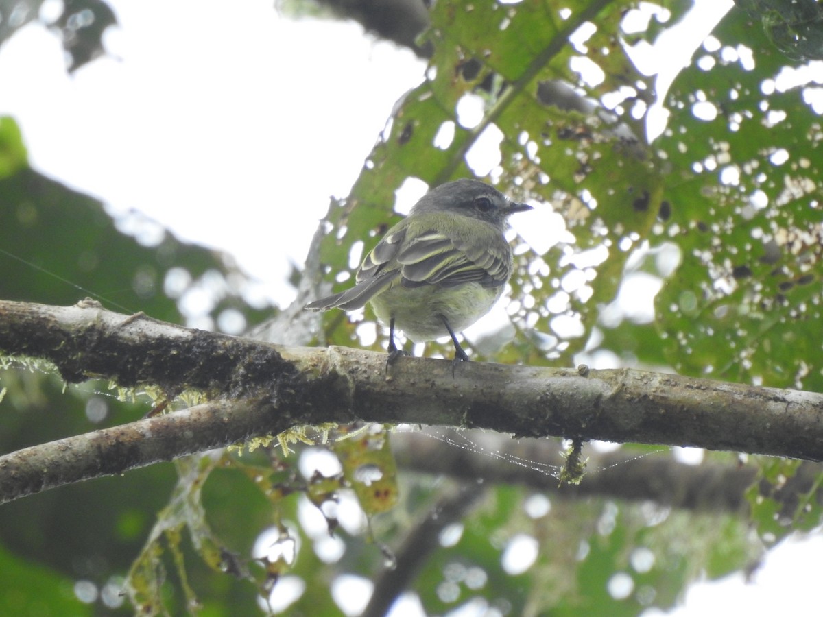 Greenish Elaenia - ML381404451