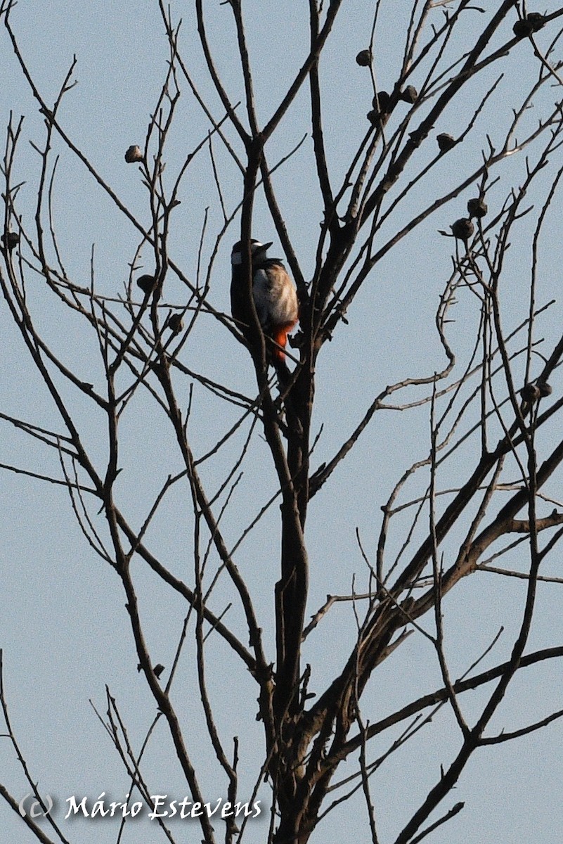 Great Spotted Woodpecker - Mário Estevens