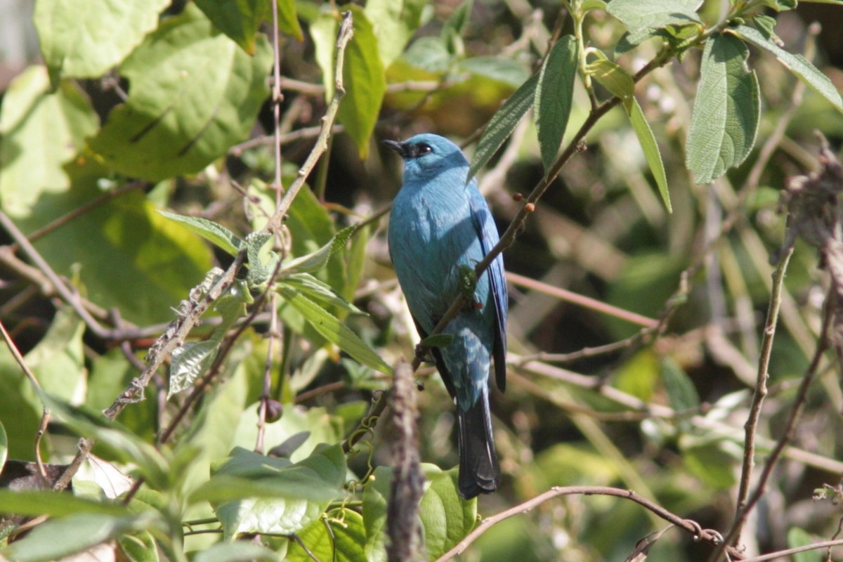 Verditer Flycatcher - ML38140521