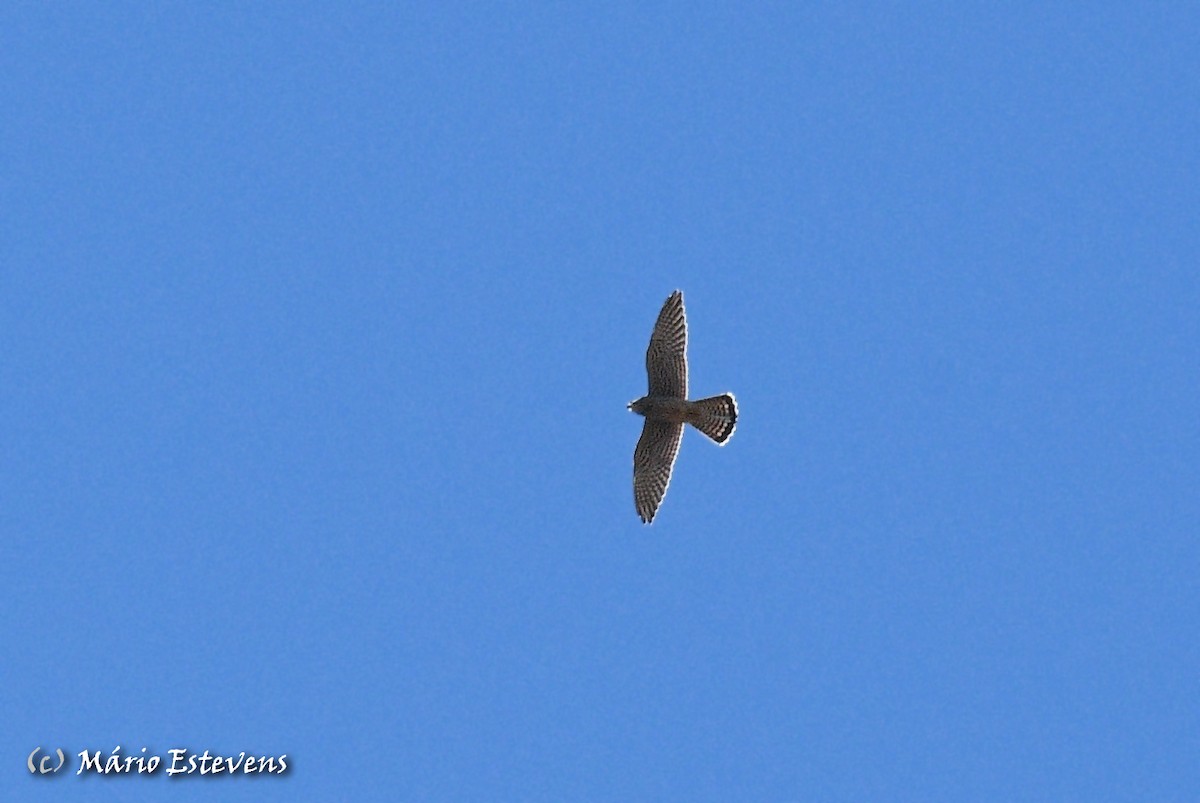 Eurasian Kestrel - ML381405281