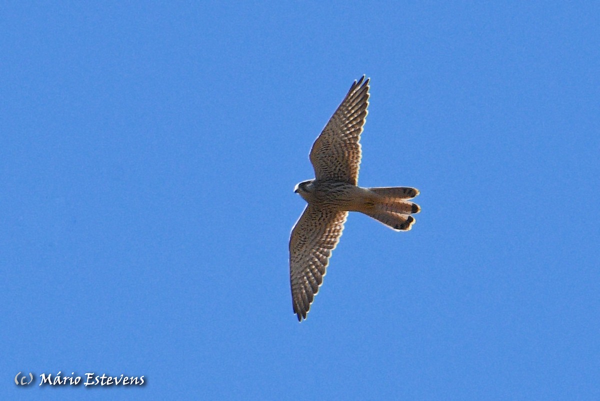 Eurasian Kestrel - ML381405291