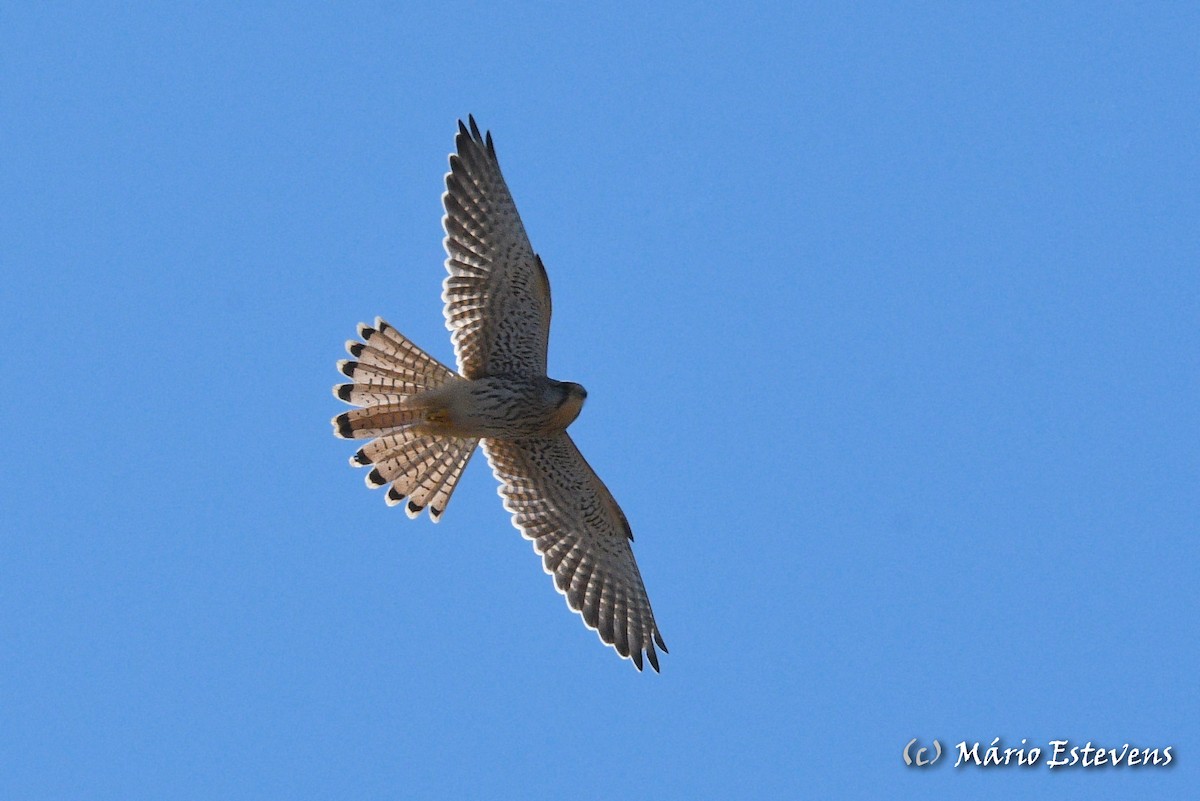 Eurasian Kestrel - ML381405301