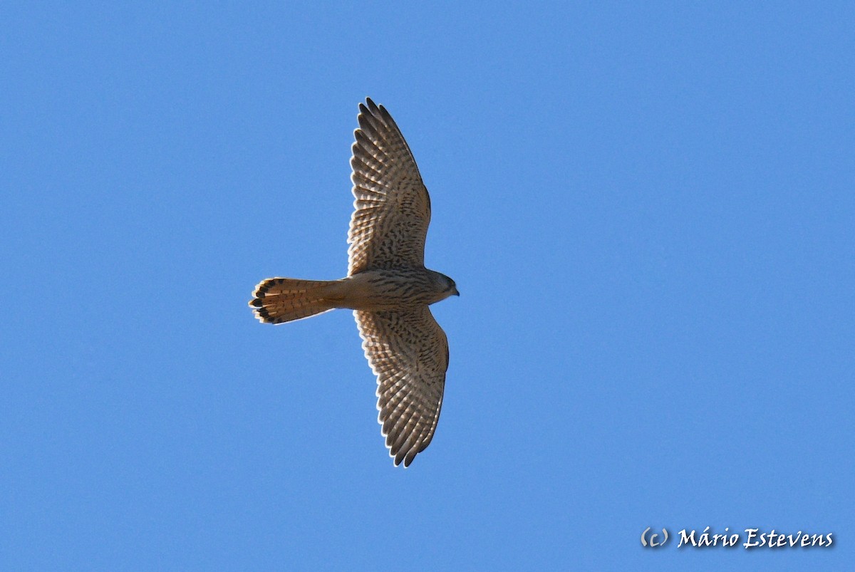 Eurasian Kestrel - Mário Estevens