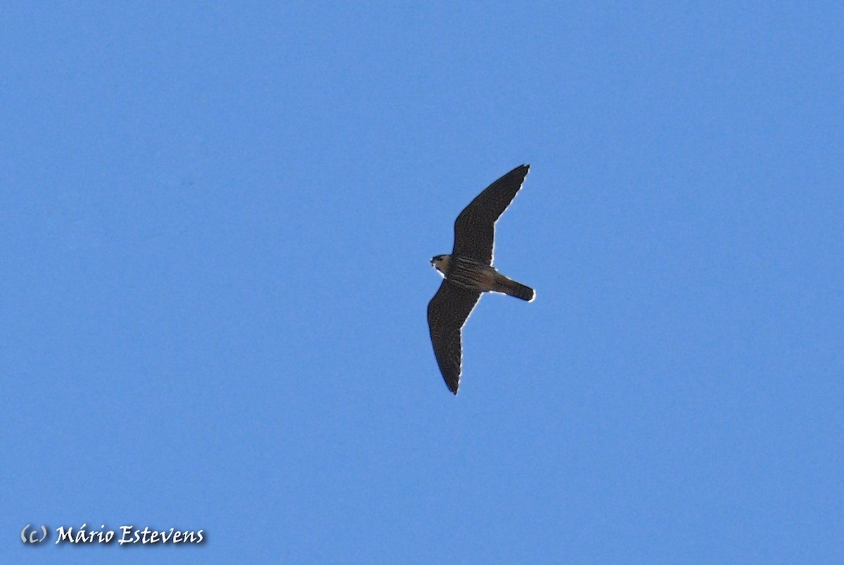 Eurasian Hobby - ML381405381