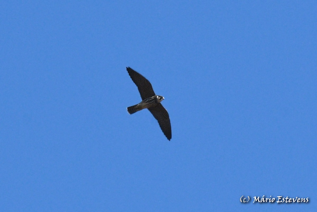 Eurasian Hobby - ML381405391