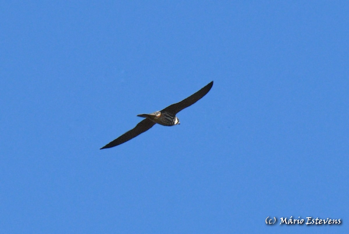 Eurasian Hobby - Mário Estevens