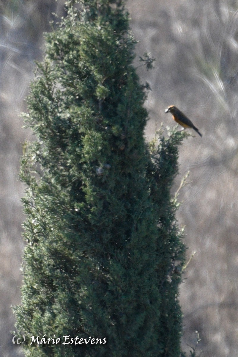 Red Crossbill - Mário Estevens