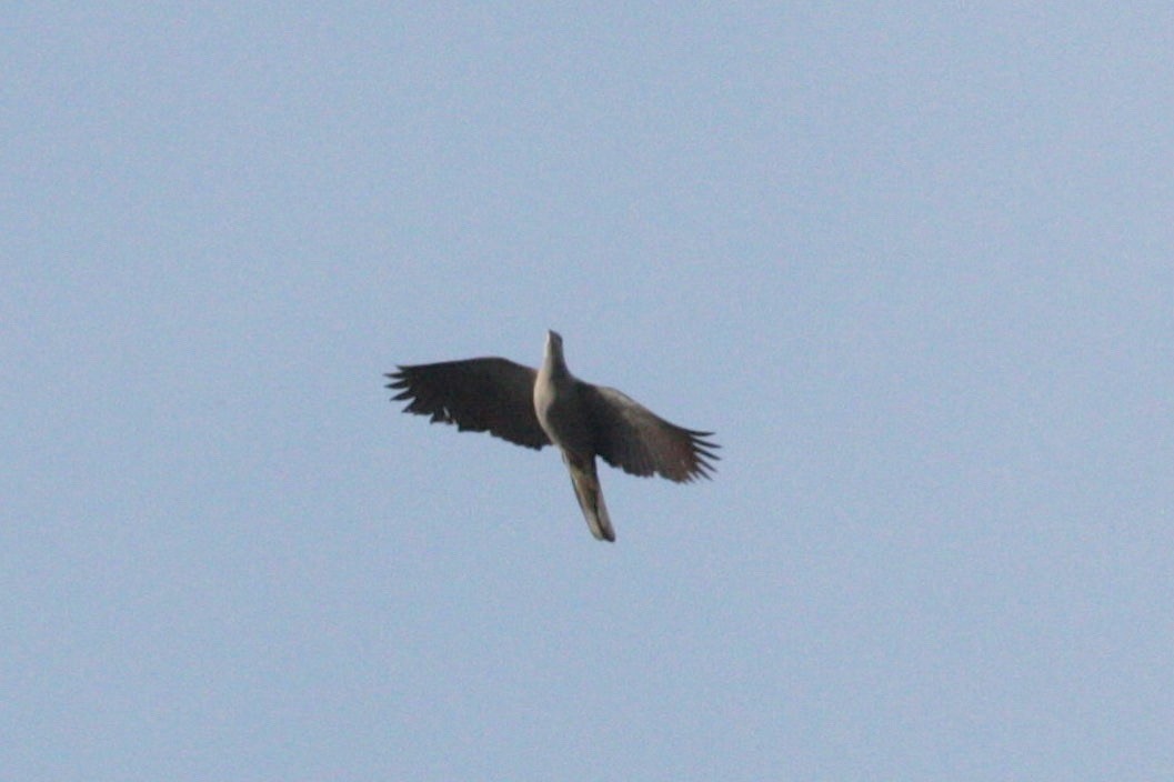 Mountain Imperial-Pigeon - ML38140741