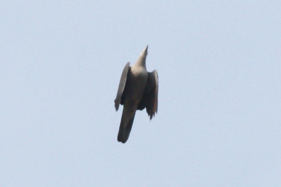 Mountain Imperial-Pigeon - ML38140751