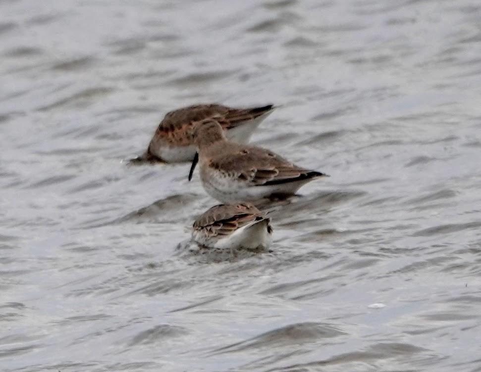 Dunlin - ML381410621