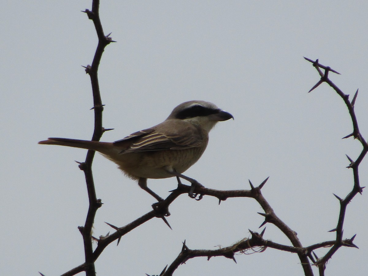 Ухаа дунхай - ML381410941