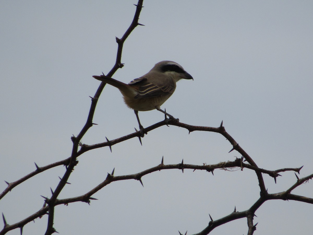 Ухаа дунхай - ML381411121