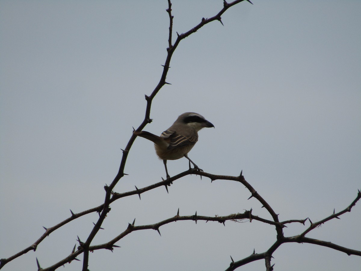 Ухаа дунхай - ML381411151