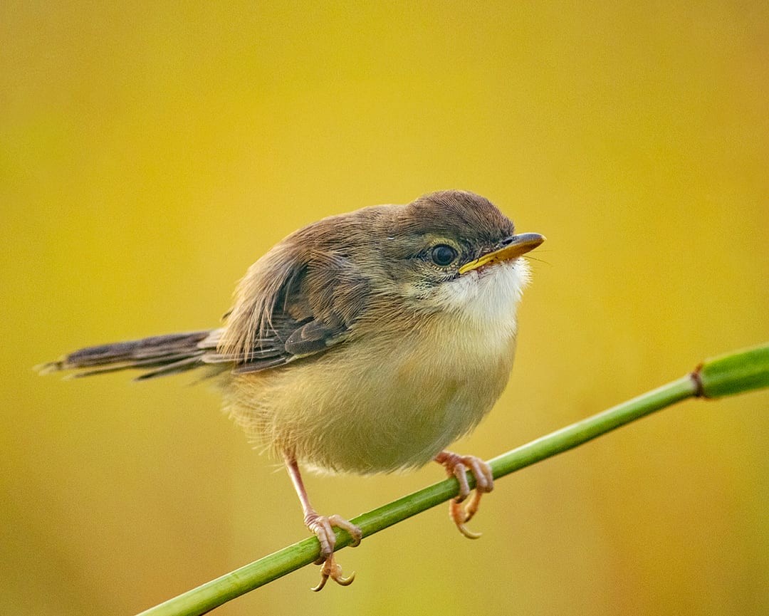 Plain Prinia - Jithin Cv