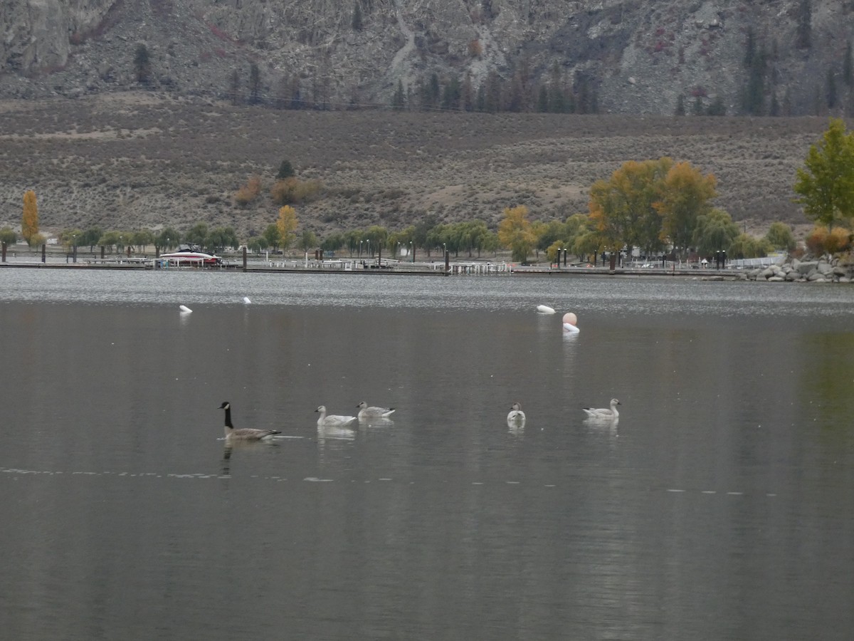 Snow Goose - ML381412971