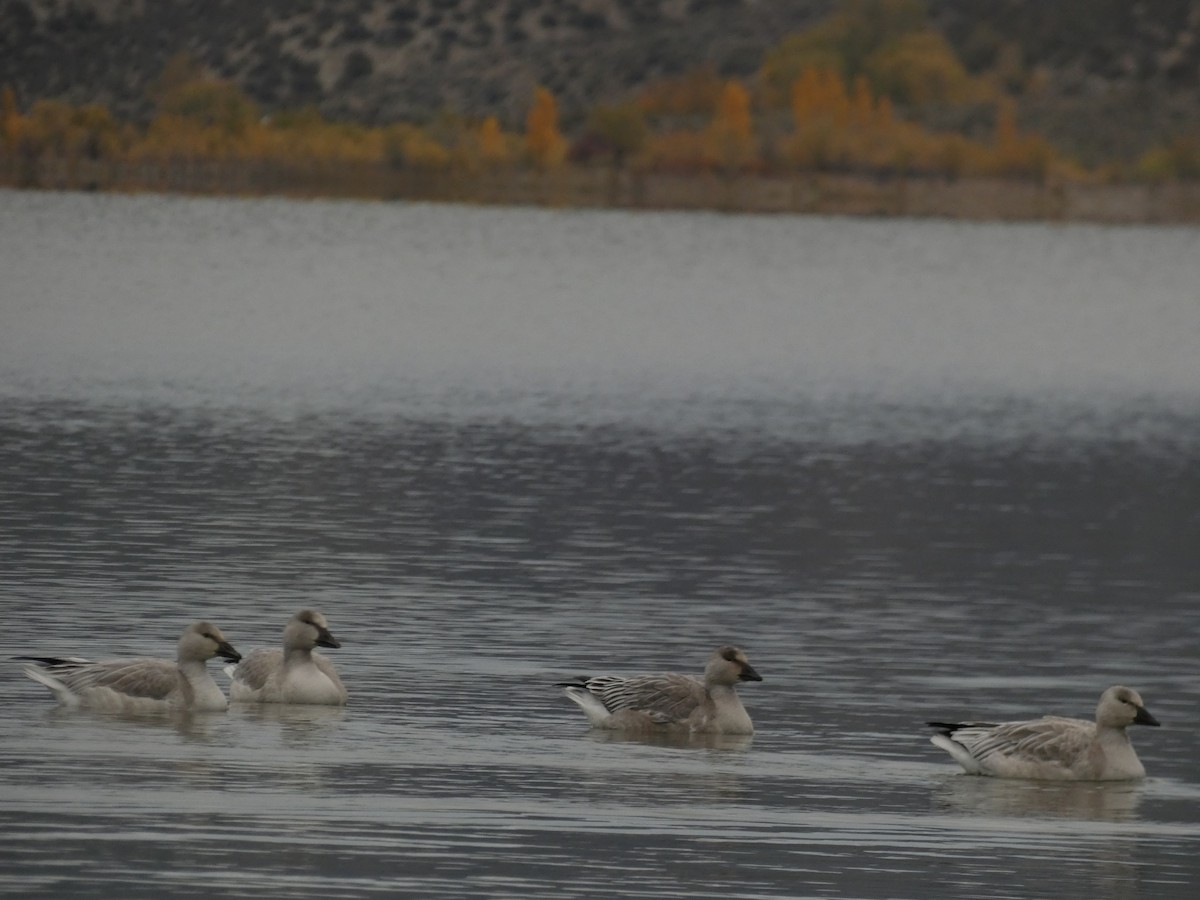 Snow Goose - ML381413011