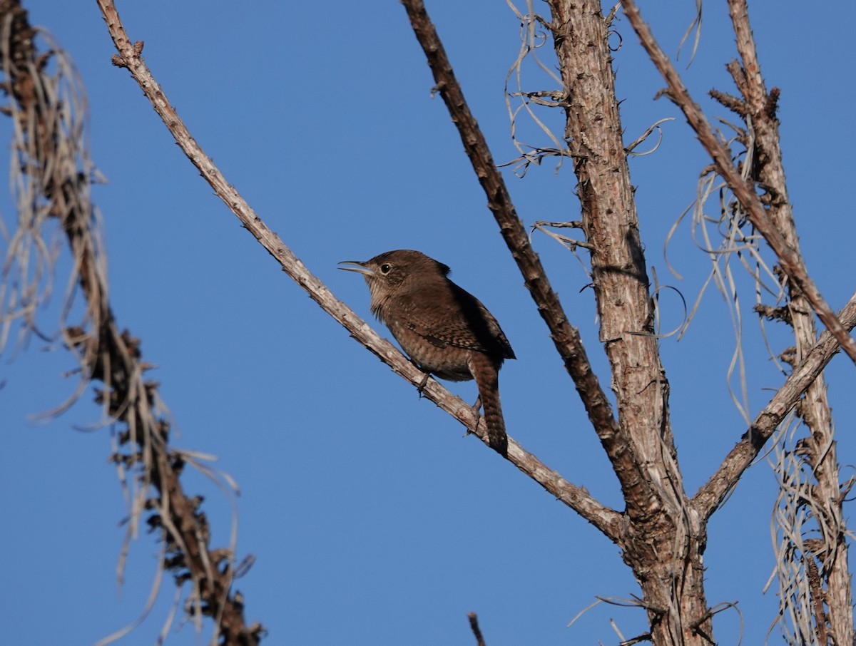 Northern House Wren - ML381415861
