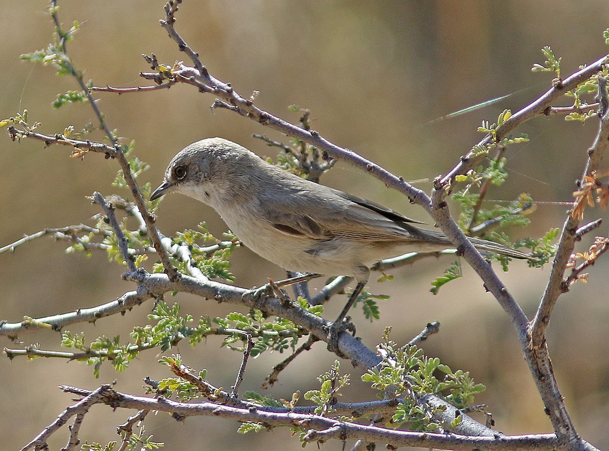 Lesser Whitethroat (Hume's) - ML381416001