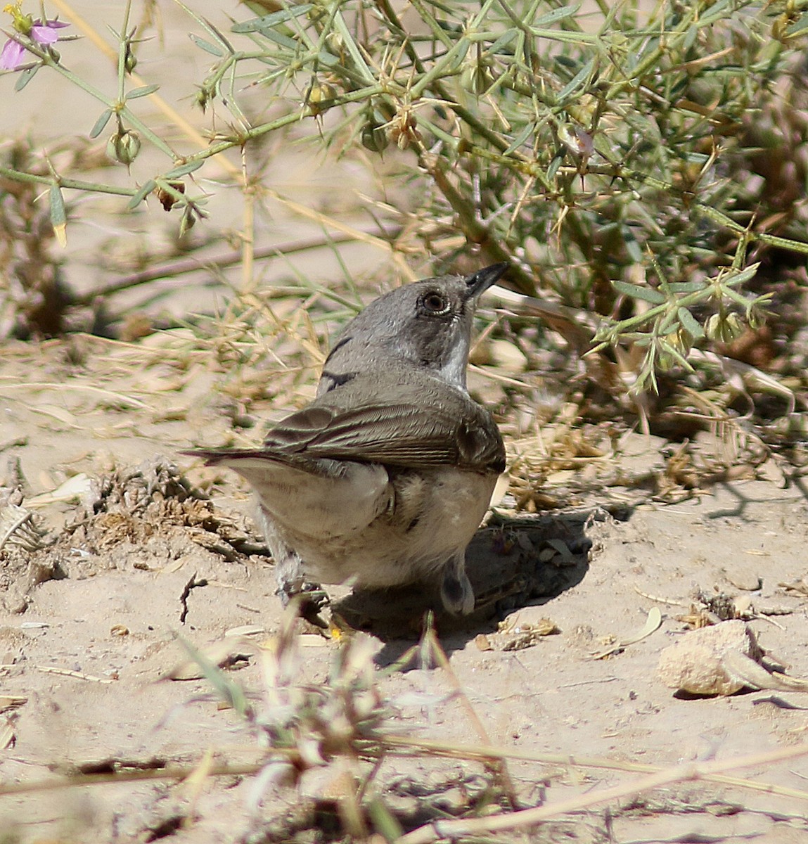 Curruca Zarcerilla (althaea) - ML381416441