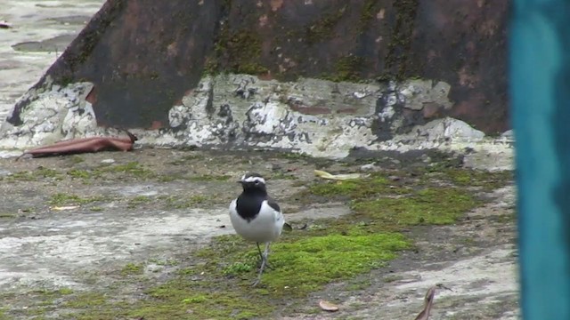 White-browed Wagtail - ML381417771