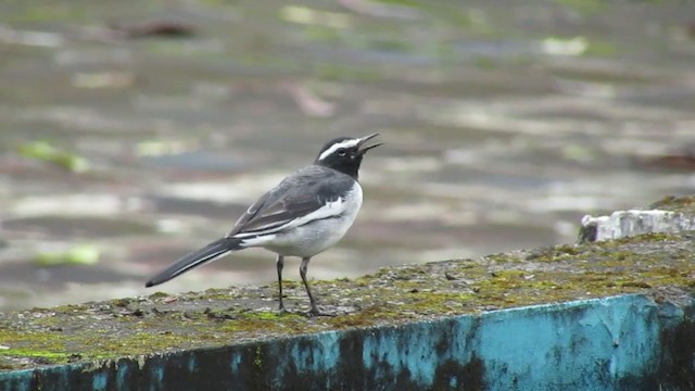 White-browed Wagtail - ML381418181