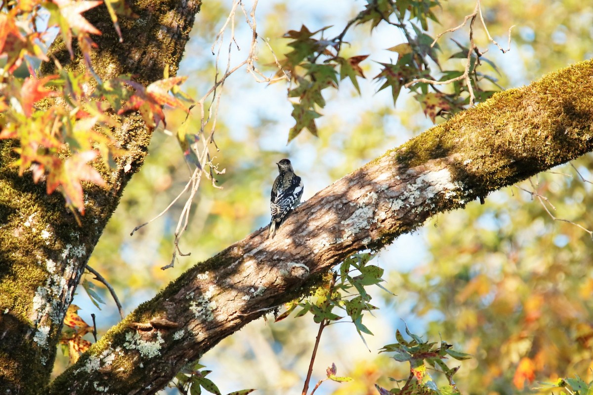 Yellow-bellied Sapsucker - ML381418321