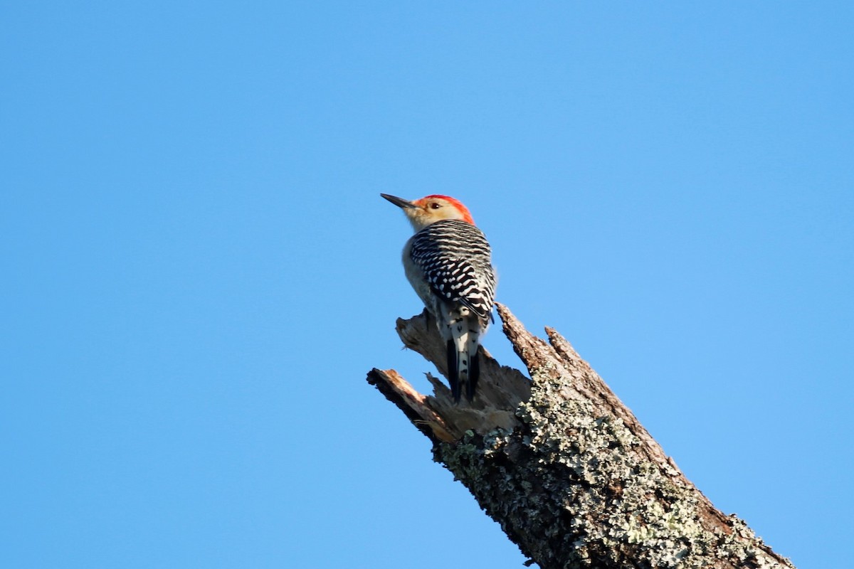 Red-bellied Woodpecker - ML381418361