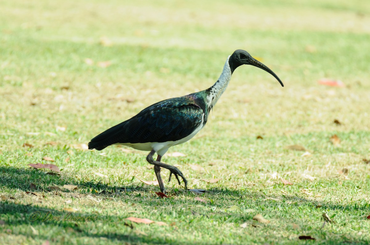 Straw-necked Ibis - ML38141981