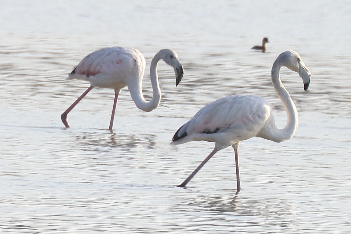 Greater Flamingo - Bruce Kerr