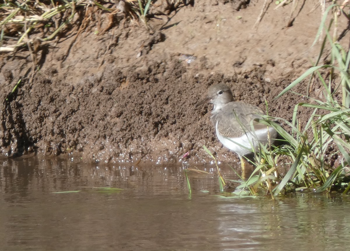 Chevalier grivelé - ML381421721