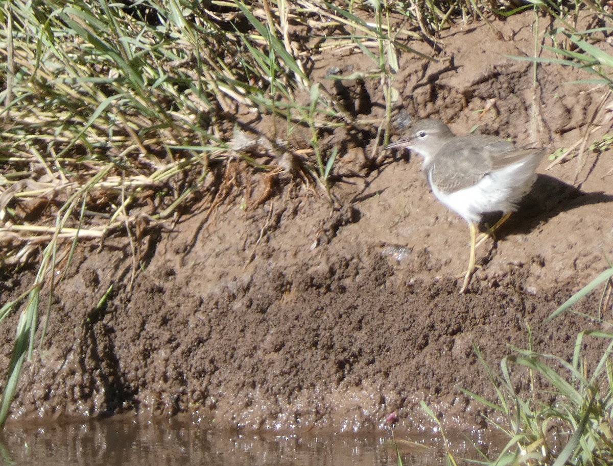 Chevalier grivelé - ML381421731